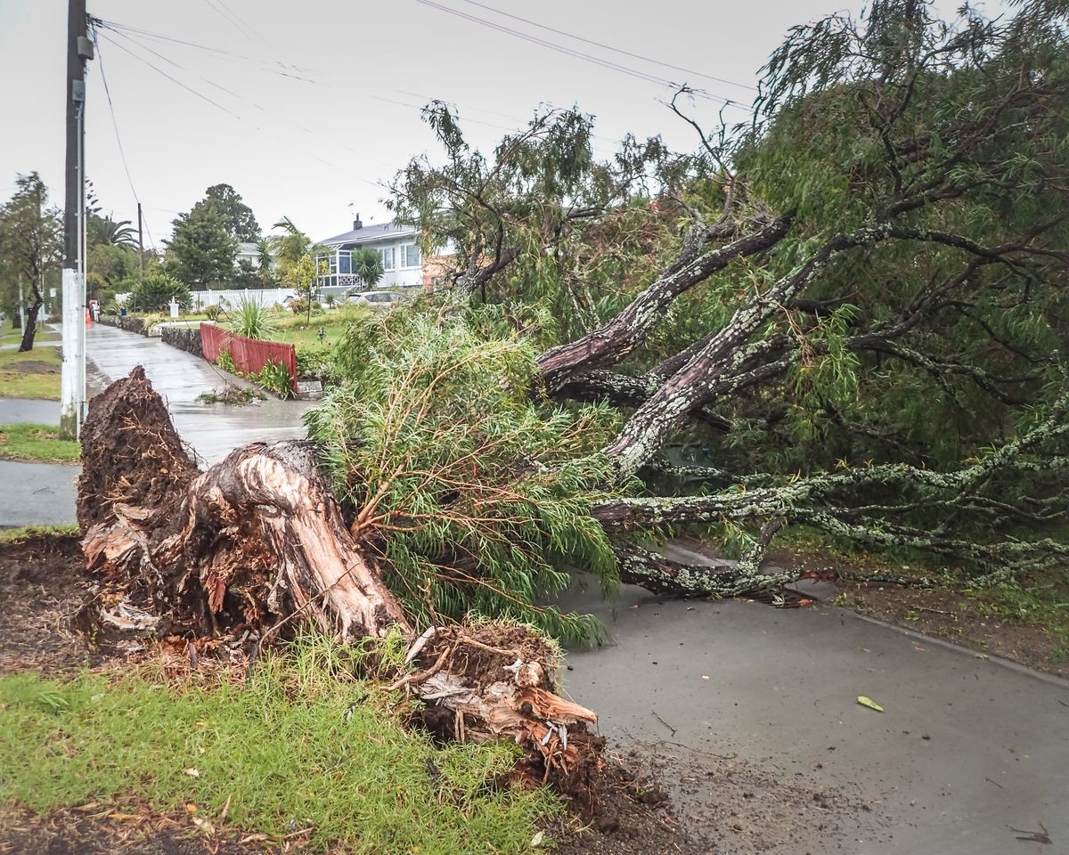 Tree uprooted in storm blocking footpath and driveways in Auckland New Zealand